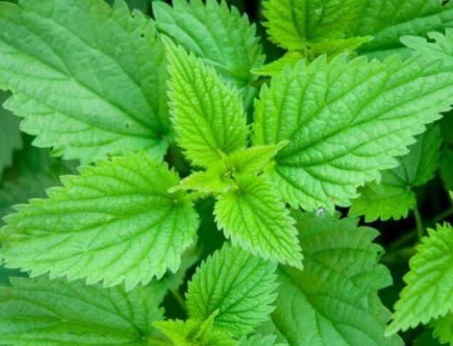 nettles to increase potency