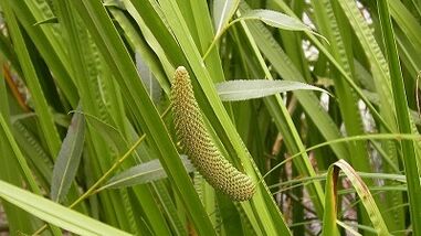 Air swamps to increase potential